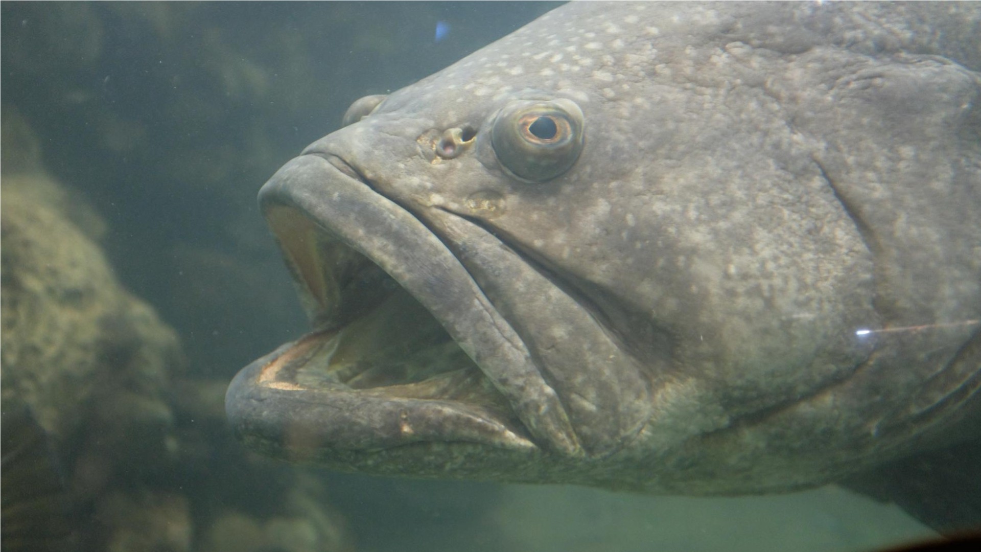 Lesson 10 - Largemouth Bass